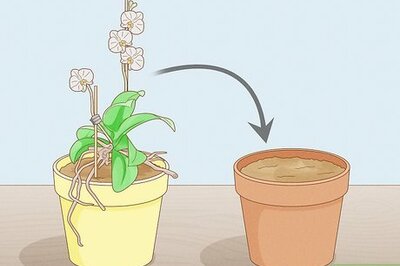 How to Save an Orchid from Root Rot (and Stop It From Coming Back)
