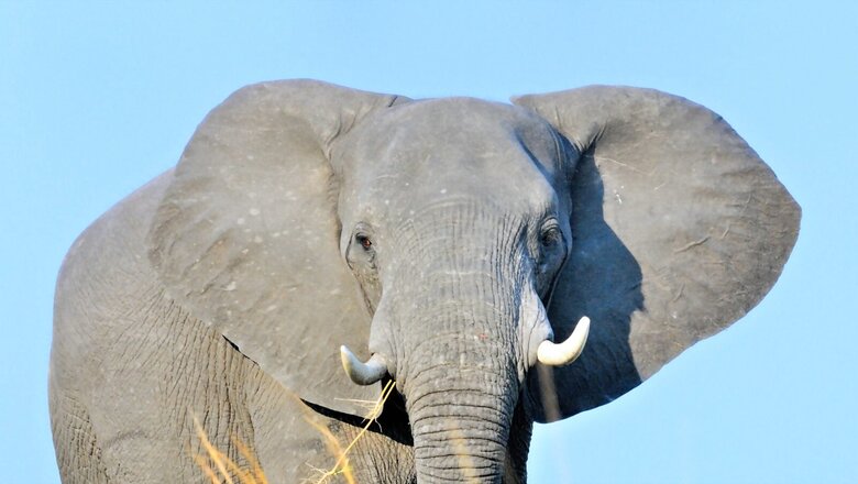 World Elephant Day 2021: 5 Famous Elephants in the World
