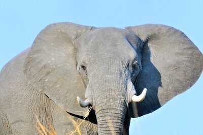 World Elephant Day 2021: 5 Famous Elephants in the World