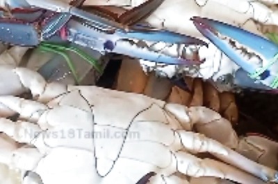 Preventing Anaemia To Promoting Bone Health, 5 Benefits Of Eating Crabs