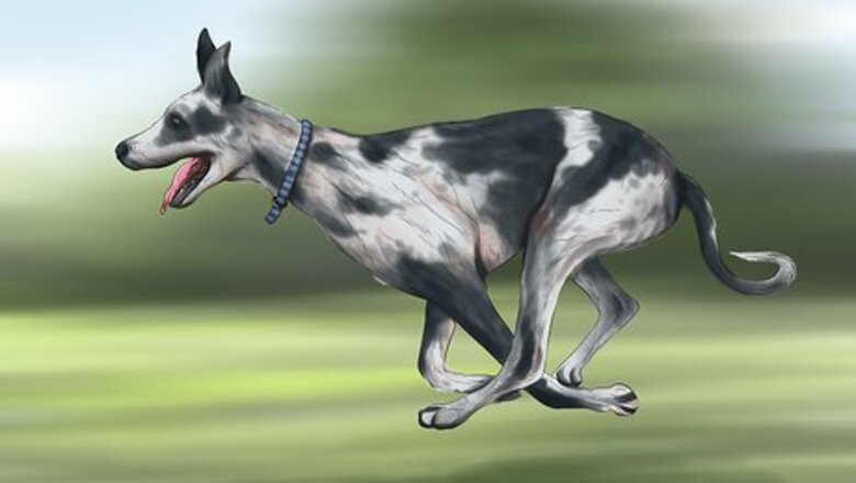 How to Treat Bloat in Great Danes