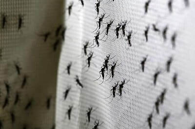 Windborne Mosquitoes May Carry Malaria Hundreds of Kilometers, Says Study