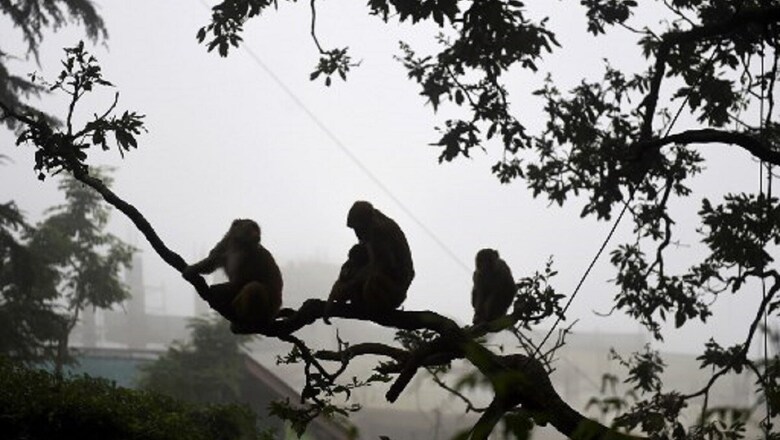 Over 30 Monkeys Poisoned to Death, Stuffed in Gunny Bags in Telangana's Mahabubabad District