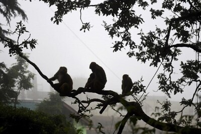Over 30 Monkeys Poisoned to Death, Stuffed in Gunny Bags in Telangana's Mahabubabad District