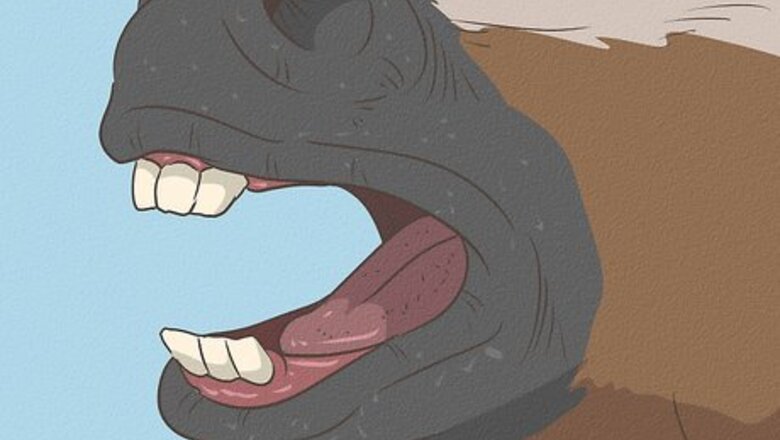 How to Tell If a Horse Needs Teeth Floated