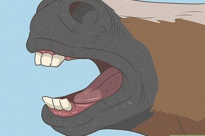 How to Tell If a Horse Needs Teeth Floated