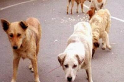 Dogs maul boy to death in Bangalore
