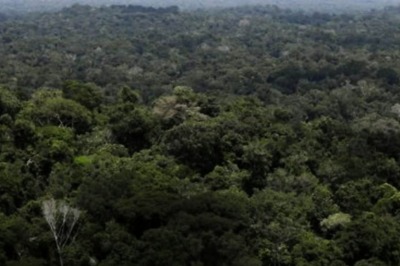 Race to Find Brazil Amazon Species Before They Disappear