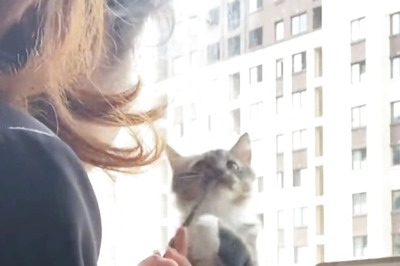 This Adorable Pet Cat Wants to Get Makeup Done And Netizens Cannot Get Over It