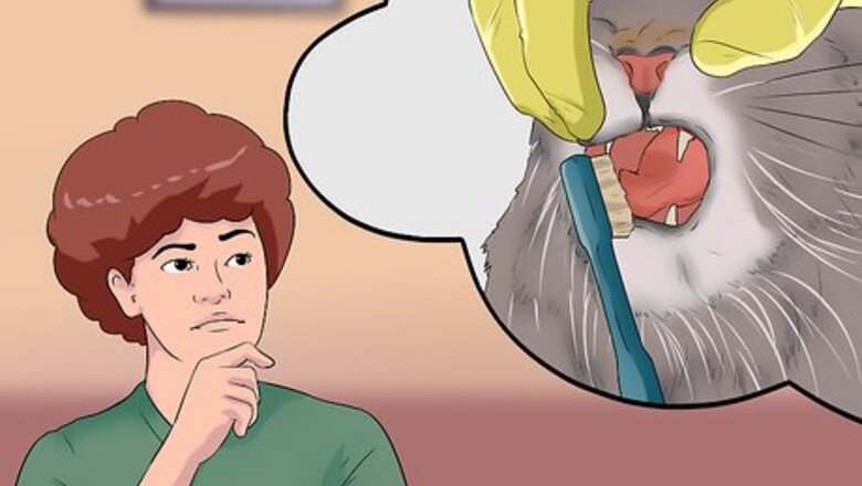 How to Choose the Right Cat Insurance