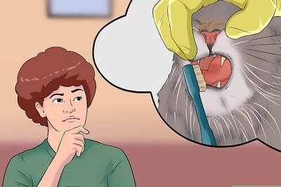 How to Choose the Right Cat Insurance