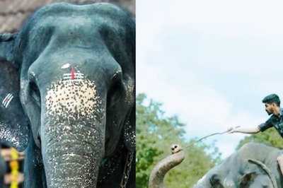 In Kerala's Perumbalam, Elephant Kaveri And Owner Shimil's Evening Walks Attract Tourists