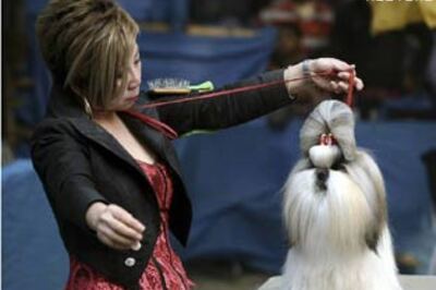 Puppy love blooms on India dog dating websites