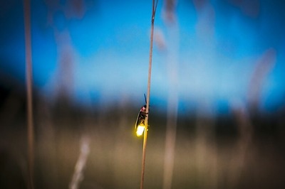 With Popular Japanese Festival Cancelled Due to Coronavirus, Thousands of Fireflies Dance Alone