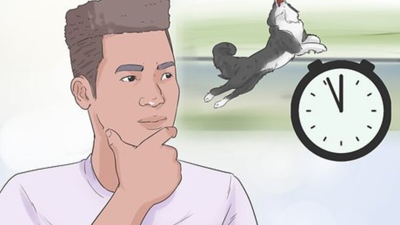 How to Choose an Active Dog