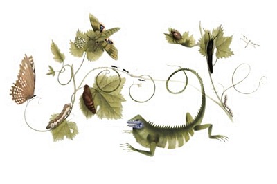 Maria Sibylla Merian's 366th birthday celebrated with a google doodle