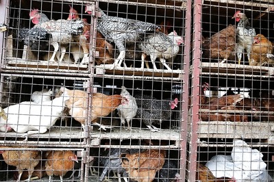 Fresh Outbreak of Bird Flu Detected in Bangladesh, 2,268 Chickens Culled