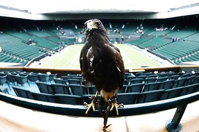 Rufus the Hawk clears Wimbledon as record crowds queue up