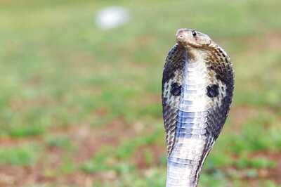 Snake Bites Man in Bihar, He Bites it Back Thrice; Check Who Survived