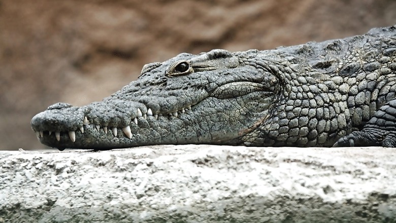 Crocodile Takes Shelter inside Police Station in UP's Lakhimpur Kheri, Rescued Later by Forest Officials