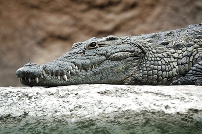 Crocodile Takes Shelter inside Police Station in UP's Lakhimpur Kheri, Rescued Later by Forest Officials
