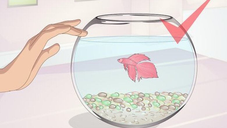 How to Teach Your Betta to Jump