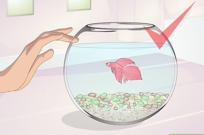 How to Teach Your Betta to Jump