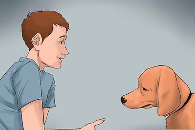 How to Become Close With Your Dog