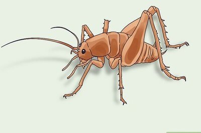 8 Strategies to Kill Spider Crickets in Your House