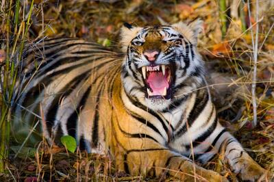 Tiger Caged in Kerala's Wayanad; Visuals of  Bear on Prowl Triggers Panic