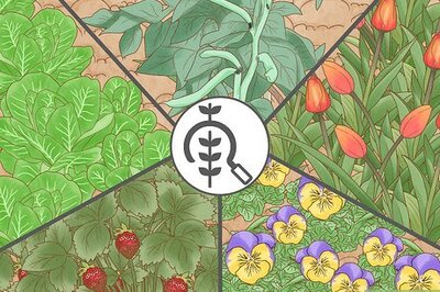 How to Keep Deer Out of a Garden