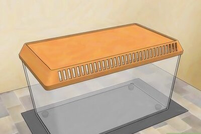 How to Care for a Centipede