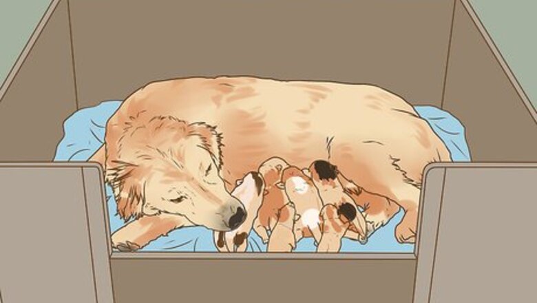 How to Encourage a Mother Dog to Feed Her Litter