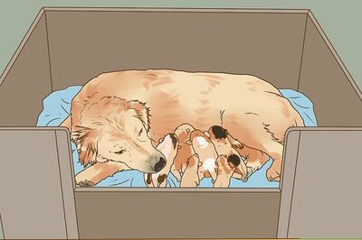 How to Encourage a Mother Dog to Feed Her Litter