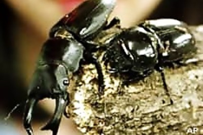 Why beetles survived and dinosaurs did not?