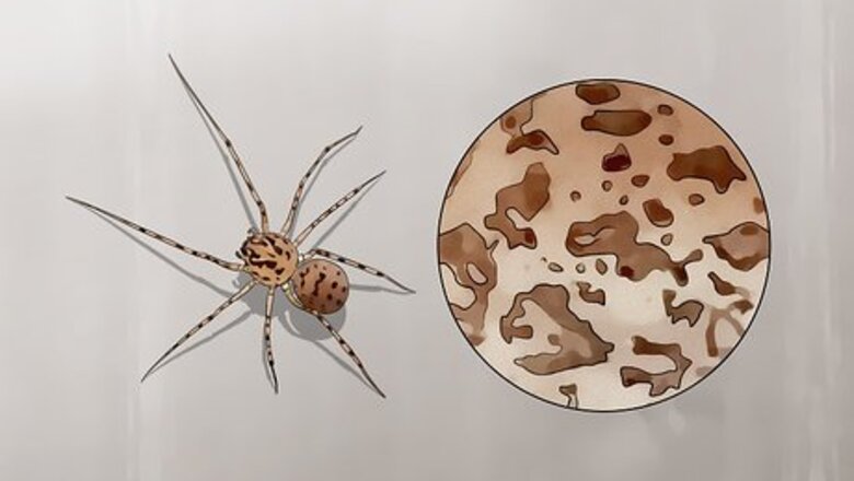 How to Identify a Spitting Spider