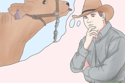 How to Treat and Prevent Acidosis in Cattle