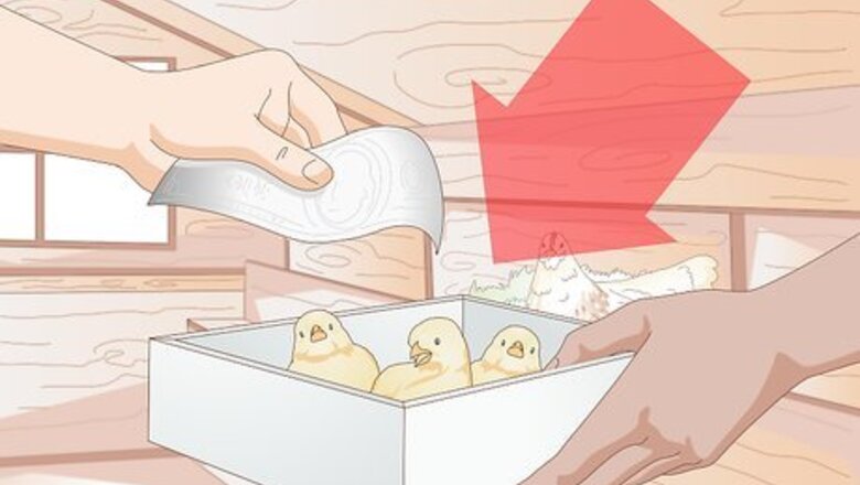 How to Properly Care for Your Chicks and Older Chickens