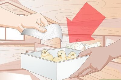How to Properly Care for Your Chicks and Older Chickens