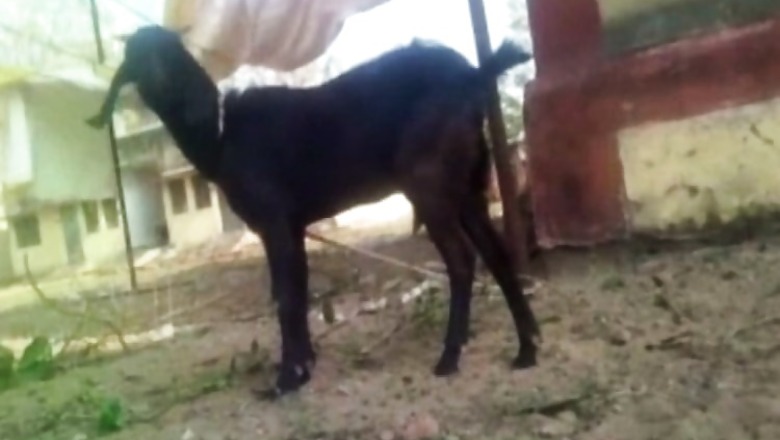 Goat arrested for trespassing, faces up to 7 years in jail