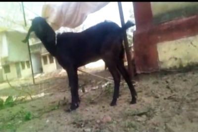 Goat arrested for trespassing, faces up to 7 years in jail