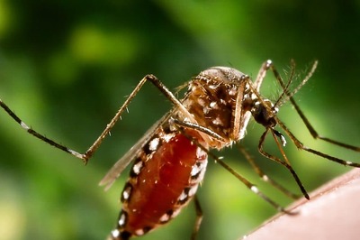 Identifying Dengue Mosquitoes Is Easier Than You Think — Here’s What You Need To Look For