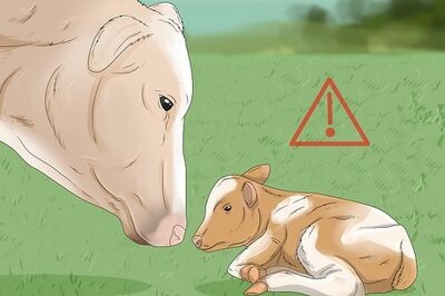 How to Tell the Sex of a Newborn Calf