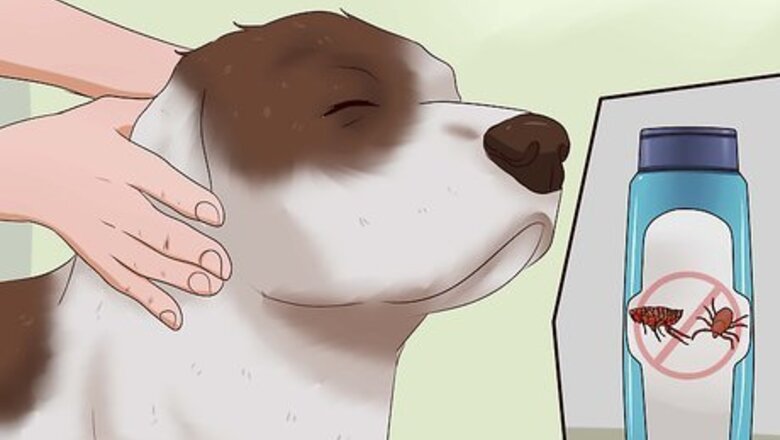 How to Kill Fleas on Dogs