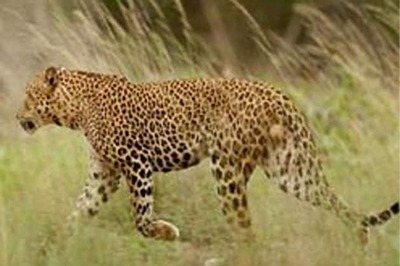 Man severely injured after being attacked by a leopard