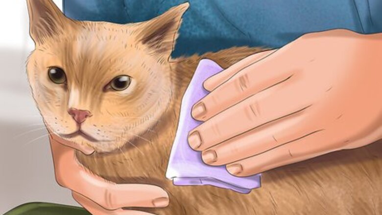 How to Treat Dog Bites on Your Cat