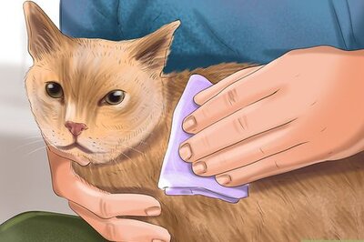 How to Treat Dog Bites on Your Cat