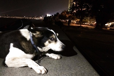 Man stabbed to death after scuffle over dog barking during India-Australia match