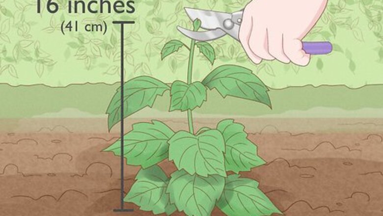 How to Prune Dahlias