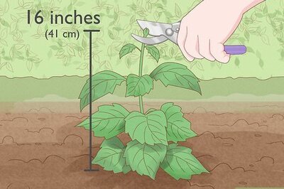 How to Prune Dahlias